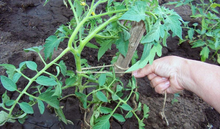 Подвязывание