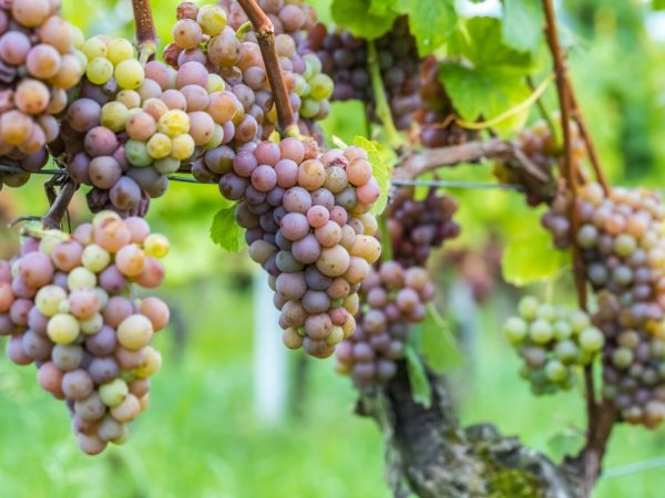 Описание виноград Находка