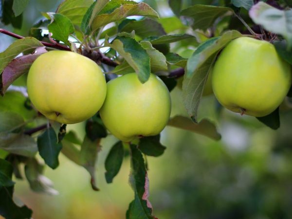 Плоды яблонь осенних сортов могут долго хранится в свежем виде