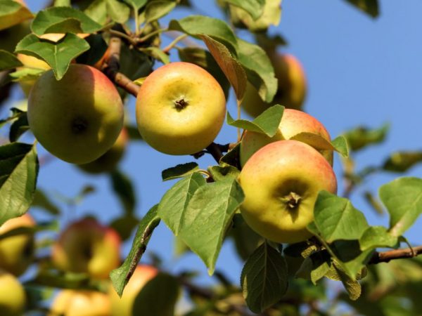 Зимостойкие яблони: лучшие сорта