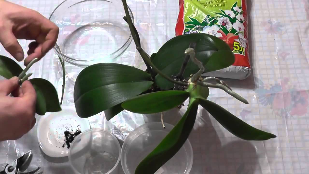 Как пересадить деток орхидеи в домашних условиях пошаговое фото