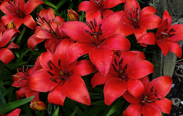 Красные лилии ярко выразят ваши страстные чувства – заказов цветов можно оформить в салоне «Парижанка» в любое время.