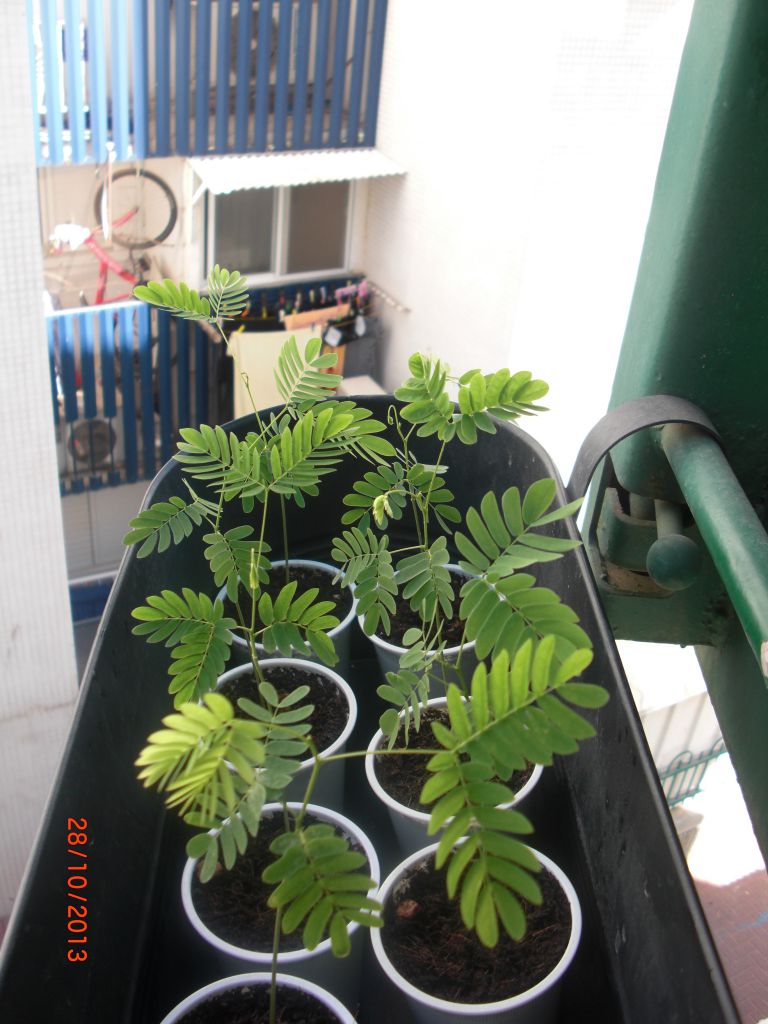 Акация серебристая в горшке. Альбиция бонсай. Альбиция комнатная. Семена альбиции помпадур. Южная акация как вырастить из семян.