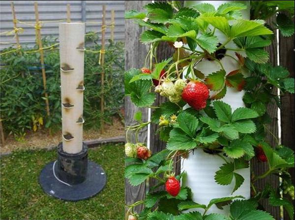 Клубника с ягодами на вертикальной грядке
