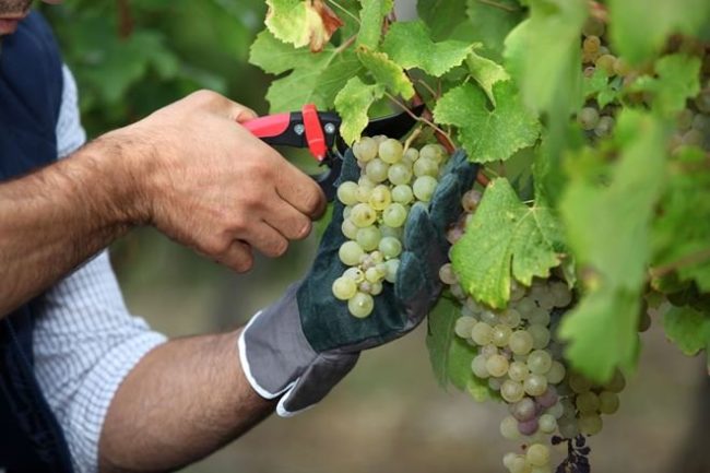 Обрезка грозди винограда садовым секатором, сбор урожая на длительное хранения в домашних условияхз