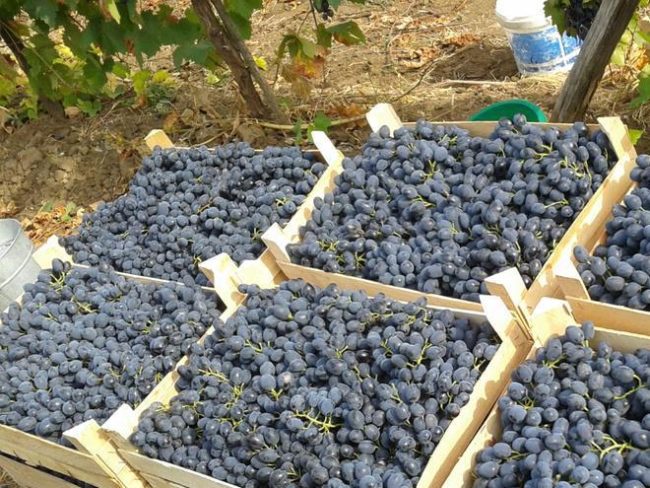 Виноград сорта Молдова позднего срока созревания в деревянных ящиках