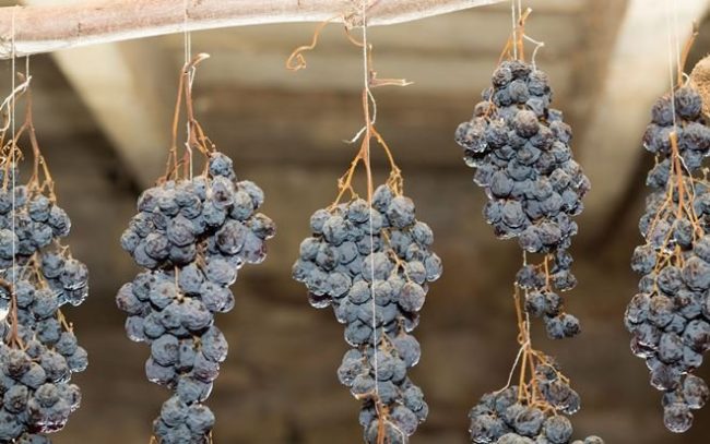 Виноградные кисти в погребе, подвешенные на хорошо натянутой веревке