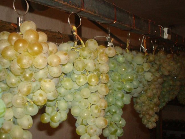 Грозди винограда, подвешенные парами на хранение в полуподвальном помещении