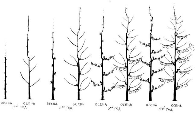 Схема поэтапной обрезки колоновидной груши в первые четыре года произрастания