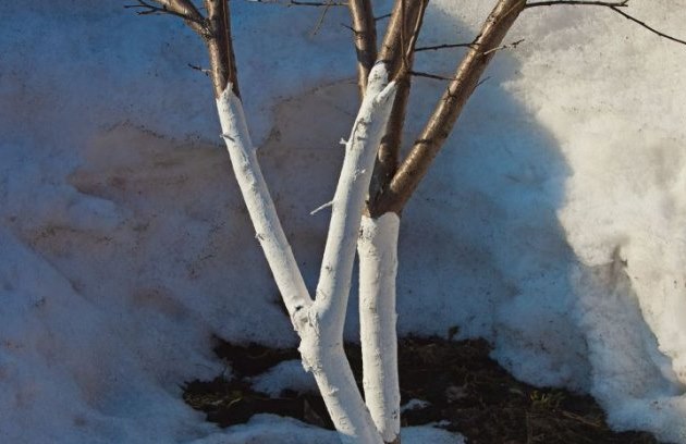 Беленные стволы молодой яблони в период активного таяния снега в конце зимы
