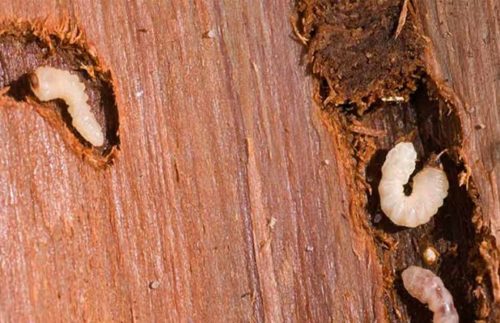 Белые личинки жуков короедов и проделанные ими ходы в древесине