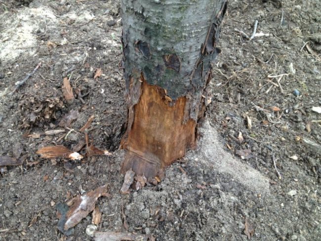 Отслоение коры яблони в прикорневой зоне и сухая древесина на поврежденном участке