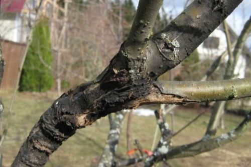 Ствол яблони с признаками поражения дерева черным раком