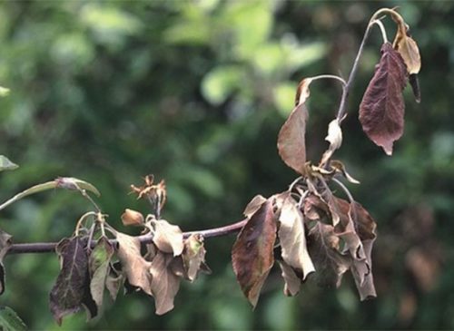 Признаки поражения яблони бактериальным ожогом в виде усыхания листьев