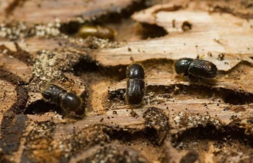 Маленькие жуки короеды черного цвета на стволе больного дерева