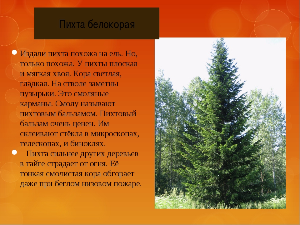 Пихта краснодар. Пихта описание дерева. Пихта краткое сообщение. Хвойные описание. Пихта описание растения.