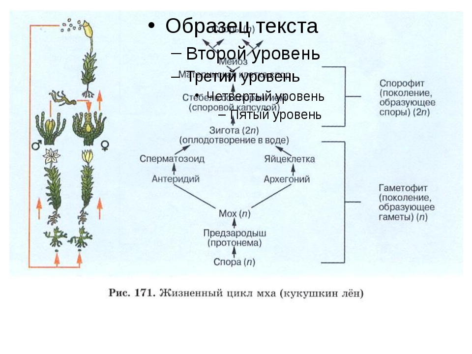 В цикле развития преобладает гаметофит моховидные