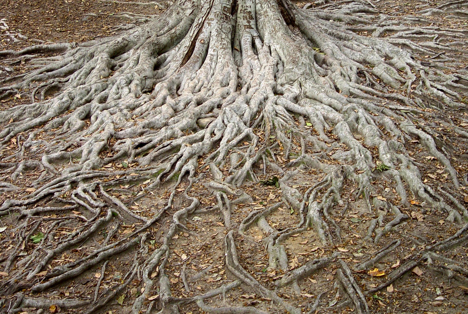 Дерево с корнями в почве. Корень вяза. Дерево корня вяза. Корень карагача. Карагач дерево корни.