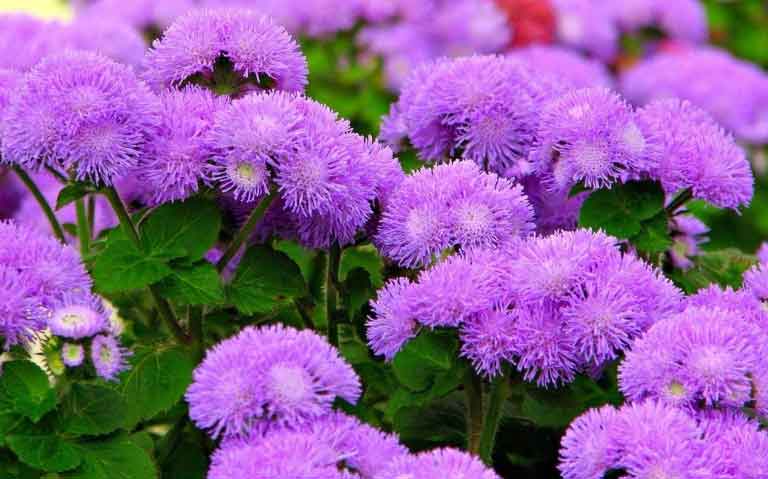 фиолетовые цветки агератума