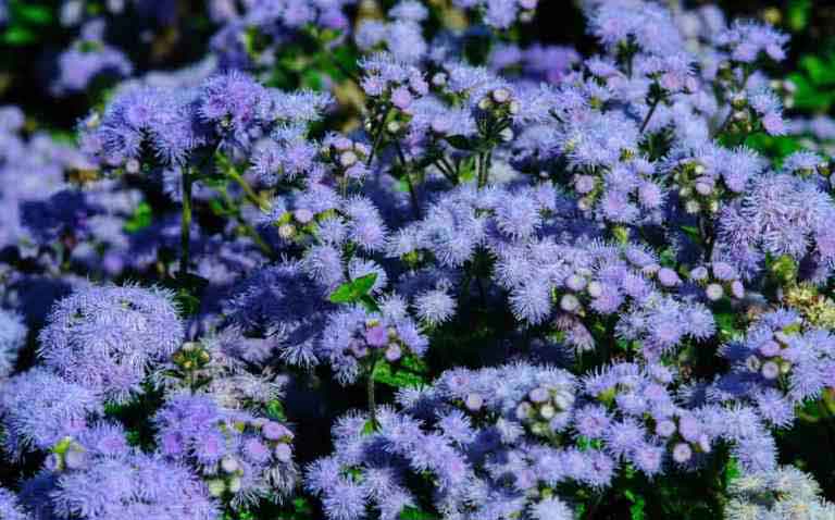 цветки агератума голубого цвета