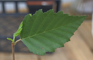 birch leaf from birch tree