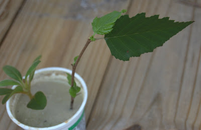 propagating birch trees from cuttings