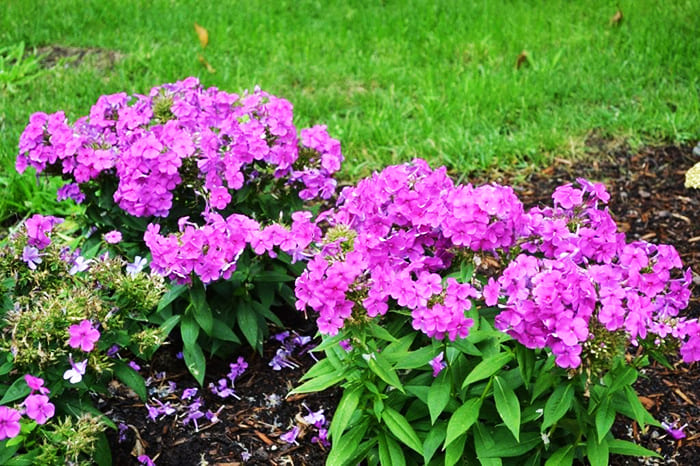 Период цветения каролинского флокса очень длительный, это отличный  многолетник для дачи, цветущий всё лето