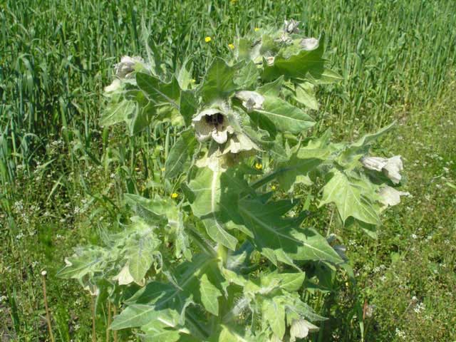 Белена черная - ядовитое растение, фото 