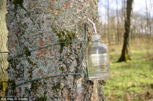The sap from the birch tree can be collected in early spring. It is claimed to help treat liver disease, flu, headaches, dandruff and eczema. It is also believed to flush out toxins and help reduce cellulite