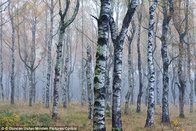 Birch water can be collected from both the silver birch and the North American sweet birch 