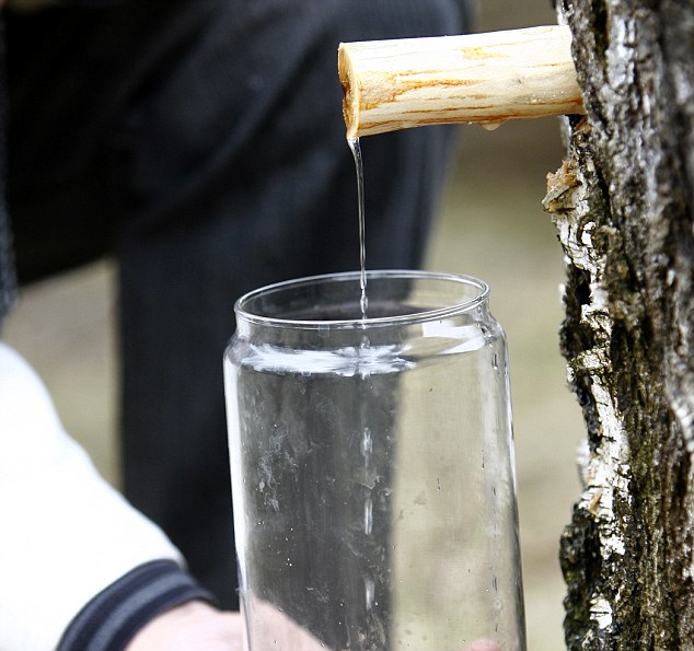 The sap then drains out - it can take as long as 24 hours to collect a large bottle 