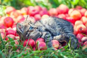 image of a kitty with apples