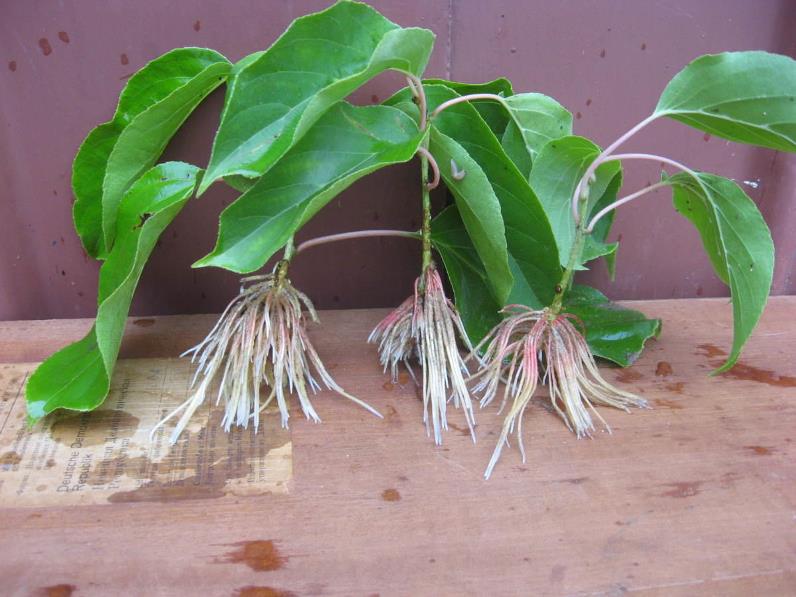 Размножение актинидии - черенки растения после укоренения