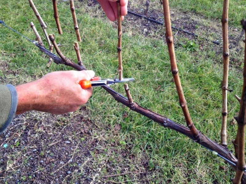 Обрезка винограда осенью для новичков - основные правила выполнения процедуры