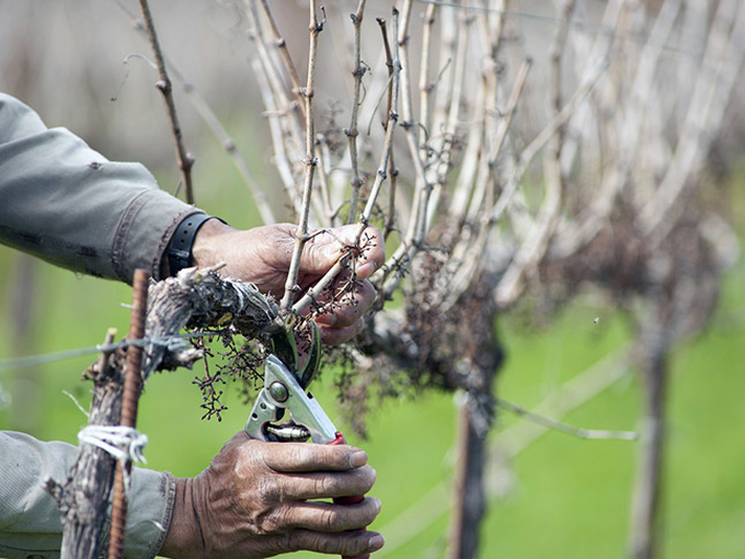 Обрезка винограда осенью для новичков - простая схема формирования куста