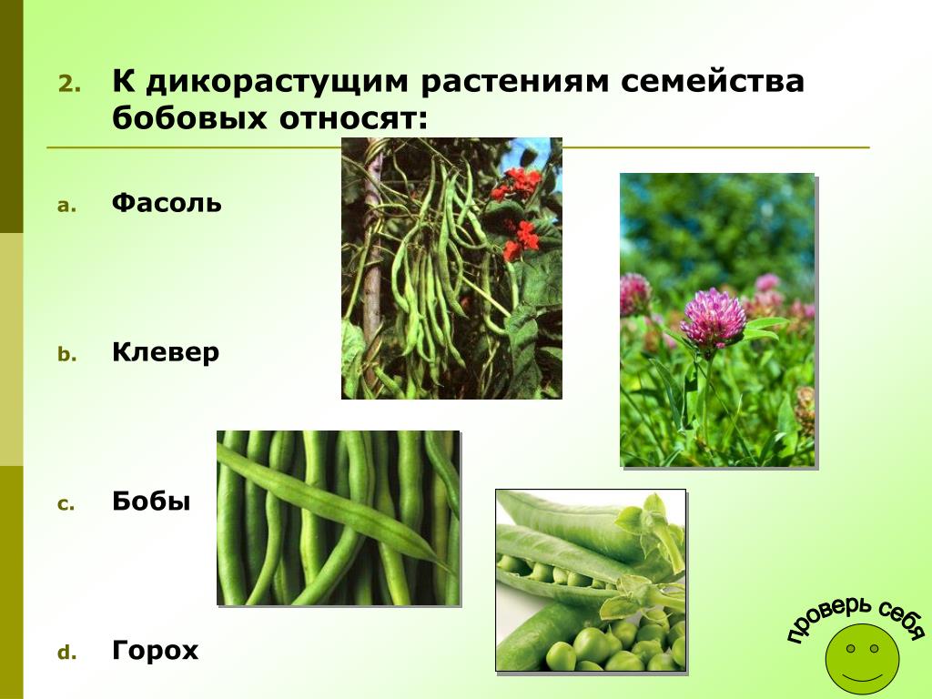 Дикие бобовые растения фото и названия