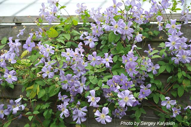Clematis viticella Prince Charles (1).JPG