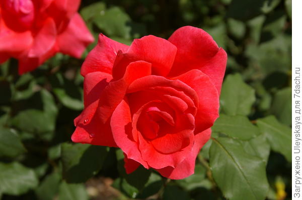 Роза садовая Коралловый Сюрприз, фото автора