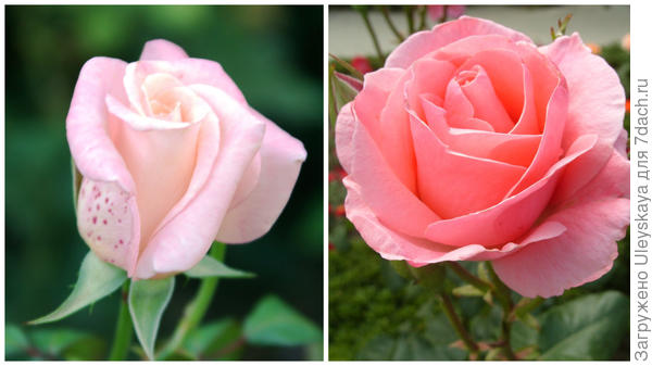 Роза садовая Queen Elizabeth, фото автора