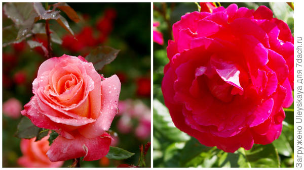 Роза садовая Лезгинка в полуроспуске и полностью распустившийся цветок, фото автора