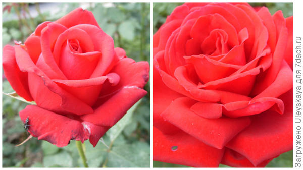 Роза садовая Samourai, фото автора