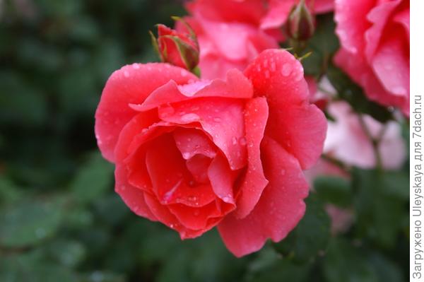 Роза садовая Майор Гагарин, фото автора