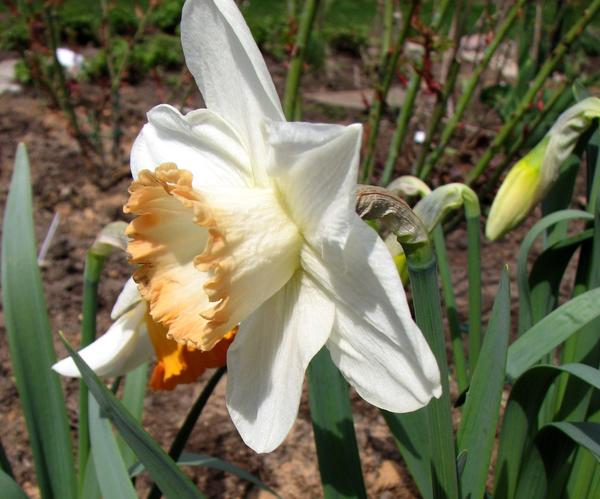 Нарцисс мелкокорончатый ‘Spring Pride’