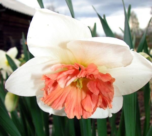 Нарцисс крупнокорончатый ‘Precocious’