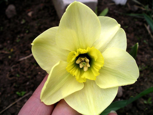 Нарцисс поэтический ‘Mint Julep’