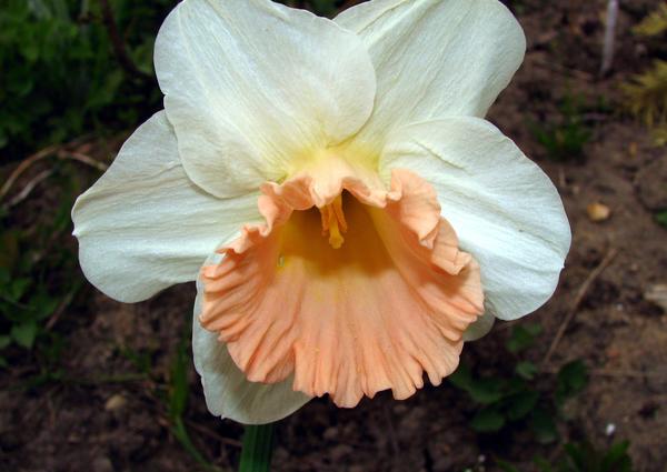 Нарцисс трубчатый ‘Pink Parasol’