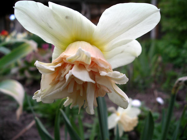 Махровый нарцисс ‘Rosy Cloud’