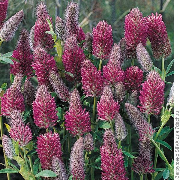 Клевер красноватый (Trifolium rubens)