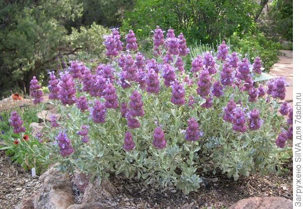 Salvia pachyphylla