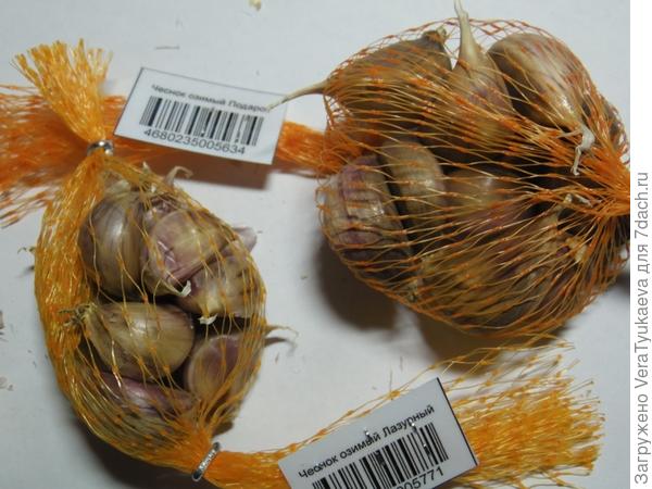 Чеснок сортов Лазурный и Подарок.